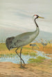 Grus grus - Johann Friedrich Naumann — vista dell’opera