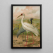 Grus virgo Grus leucogeranus Pall - Johann Friedrich Naumann — quadro incorniciato alla parete