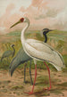Grus virgo Grus leucogeranus Pall - Johann Friedrich Naumann — vista dell’opera