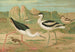 Himantopus himantopus Recurvirostra avocetta - Johann Friedrich Naumann — vista dell’opera