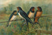 Hirundo rustica Hirundo rustica Savignii - Johann Friedrich Naumann — vista dell’opera
