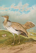 Houbara Macqueeni Gray - Johann Friedrich Naumann — vista dell’opera