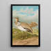 Houbara Macqueeni Gray - Johann Friedrich Naumann — quadro incorniciato alla parete
