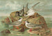 Hydrochelidon fissipes, Hydrochelidon hybrida, Hydrochelidon nigra - Johann Friedrich Naumann — vista dell’opera