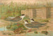 Hydrochelidon hybrida Hydrochelidon fissipes Hydrochelidon nigra - Johann Friedrich Naumann — vista dell’opera