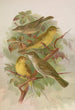 Hypolais pallida philomela polyglotta olivetorum - Johann Friedrich Naumann — vista dell’opera