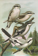 Lanius excubitor borealis Lanius meridionalis Lanius excubitor Homeyeri - Johann Friedrich Naumann — vista dell’opera
