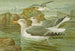 Gabbiano reale argentato Brunn - Johann Friedrich Naumann — vista dell’opera