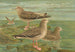 Larus fuscus Larus marinus Larus glaucus Brünn - Johann Friedrich Naumann — vista dell’opera