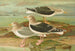 Larus fuscus Larus marinus Larus glaucus Brunn - Johann Friedrich Naumann — vista dell’opera