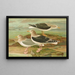 Larus fuscus Larus marinus Larus glaucus Brunn - Johann Friedrich Naumann — quadro incorniciato alla parete