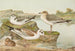 Larus minutus Pall Larus ridibundus Larus melanocephalus - Johann Friedrich Naumann — vista dell’opera