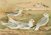 Larus minutus Pall, Larus ridibundus, Larus melanocephalus Natt, Larus Philadelphia Ord - Johann Friedrich Naumann — vista dell’opera