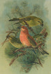 Loxia pityopsittacus Bechst - Johann Friedrich Naumann — vista dell’opera