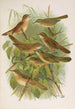 Lusciniola fuscata melanopogon Locustella naevia luscinioides certhiola - Johann Friedrich Naumann — vista dell’opera