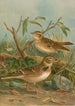 Melanocorypha calandra Lullula arborea - Johann Friedrich Naumann — vista dell’opera