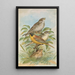 Miliaria calandra Emberiza melanocephala Scopoli - Johann Friedrich Naumann — quadro incorniciato alla parete