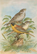 Miliaria calandra Emberiza melanocephala Scopoli - Johann Friedrich Naumann — vista dell’opera