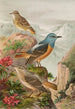 Monticola saxatilis - Johann Friedrich Naumann — vista dell’opera