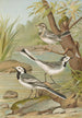 Motacilla alba - Johann Friedrich Naumann — vista dell’opera