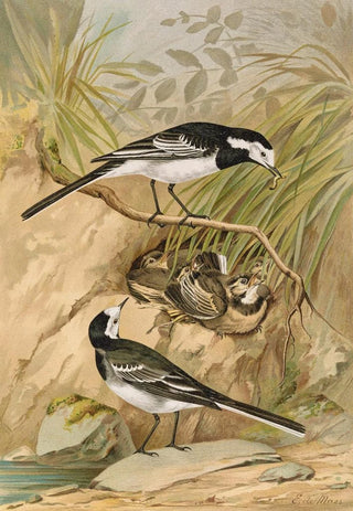 Johann Friedrich Naumann - Motacilla lugubris Temm.webp