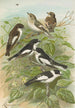 Muscicapa atricapill Muscicapa collaris semitorquata Muscicapa collaris Bechst - Johann Friedrich Naumann — vista dell’opera