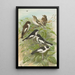 Muscicapa atricapill Muscicapa collaris semitorquata Muscicapa collaris Bechst - Johann Friedrich Naumann — quadro incorniciato alla parete