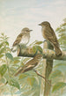Muscicapa grisola Muscicapa atricapilla - Johann Friedrich Naumann — vista dell’opera