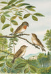 Muscicapa parva Bechst - Johann Friedrich Naumann — vista dell’opera