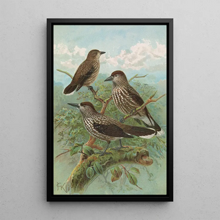 Johann Friedrich Naumann - Nucifraga caryocatactes.webp