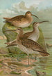 Numenius phaeopus Numenius tenuirostris Vieill - Johann Friedrich Naumann — vista dell’opera