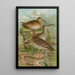 Numenius phaeopus Numenius tenuirostris Vieill - Johann Friedrich Naumann — quadro incorniciato alla parete