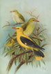 Oriolus oriolus - Johann Friedrich Naumann — vista dell’opera