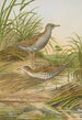 Ortygometra pusilla - Johann Friedrich Naumann — vista dell’opera