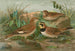 Otocorys alpestris L Melanocorypha sibirica - Johann Friedrich Naumann — vista dell’opera