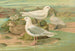 Pagophila eburnea, Phipps, Larus leucopterus, Faber - Johann Friedrich Naumann — vista dell’opera