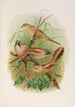 Panurus biarmicus - Johann Friedrich Naumann — vista dell’opera
