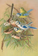 Parus coeruleus Aegithalus caudatus caudatus vagans caudatus Irbyi Parus cyanus Pall - Johann Friedrich Naumann — vista dell’opera