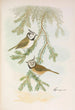 Parus cristatus - Johann Friedrich Naumann — vista dell’opera