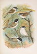 Parus salicarius montanus borealis Liljeborg Dresseri meridionalis Liljeborg - Johann Friedrich Naumann — vista dell’opera