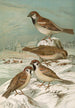 Passer domesticus Passer montanus - Johann Friedrich Naumann — vista dell’opera