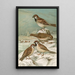 Passer domesticus Passer montanus - Johann Friedrich Naumann — quadro incorniciato alla parete