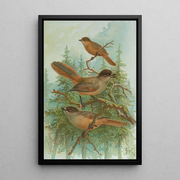Johann Friedrich Naumann - Perisoreus infaustus.webp