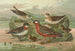 Phalaropus fulicarius Phalaropus lobatus - Johann Friedrich Naumann — vista dell’opera