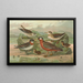 Phalaropus fulicarius Phalaropus lobatus - Johann Friedrich Naumann — quadro incorniciato alla parete