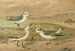 Phalaropus fulicarius, Phalaropus lobatus, Calidris arenaria - Johann Friedrich Naumann — vista dell’opera