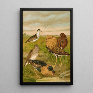 Johann Friedrich Naumann - Philomachus pugnax.webp