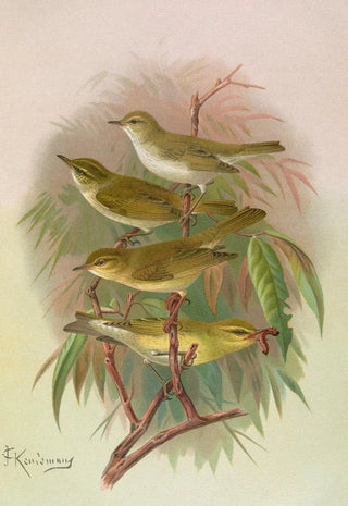 Johann Friedrich Naumann - Phylloscopus Bonnellii coronatus trochilus sibilator.webp
