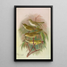 Phylloscopus Bonnellii coronatus trochilus sibilator - Johann Friedrich Naumann — quadro incorniciato alla parete