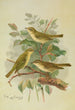 Phylloscopus viridanus nitidus borealis - Johann Friedrich Naumann — vista dell’opera